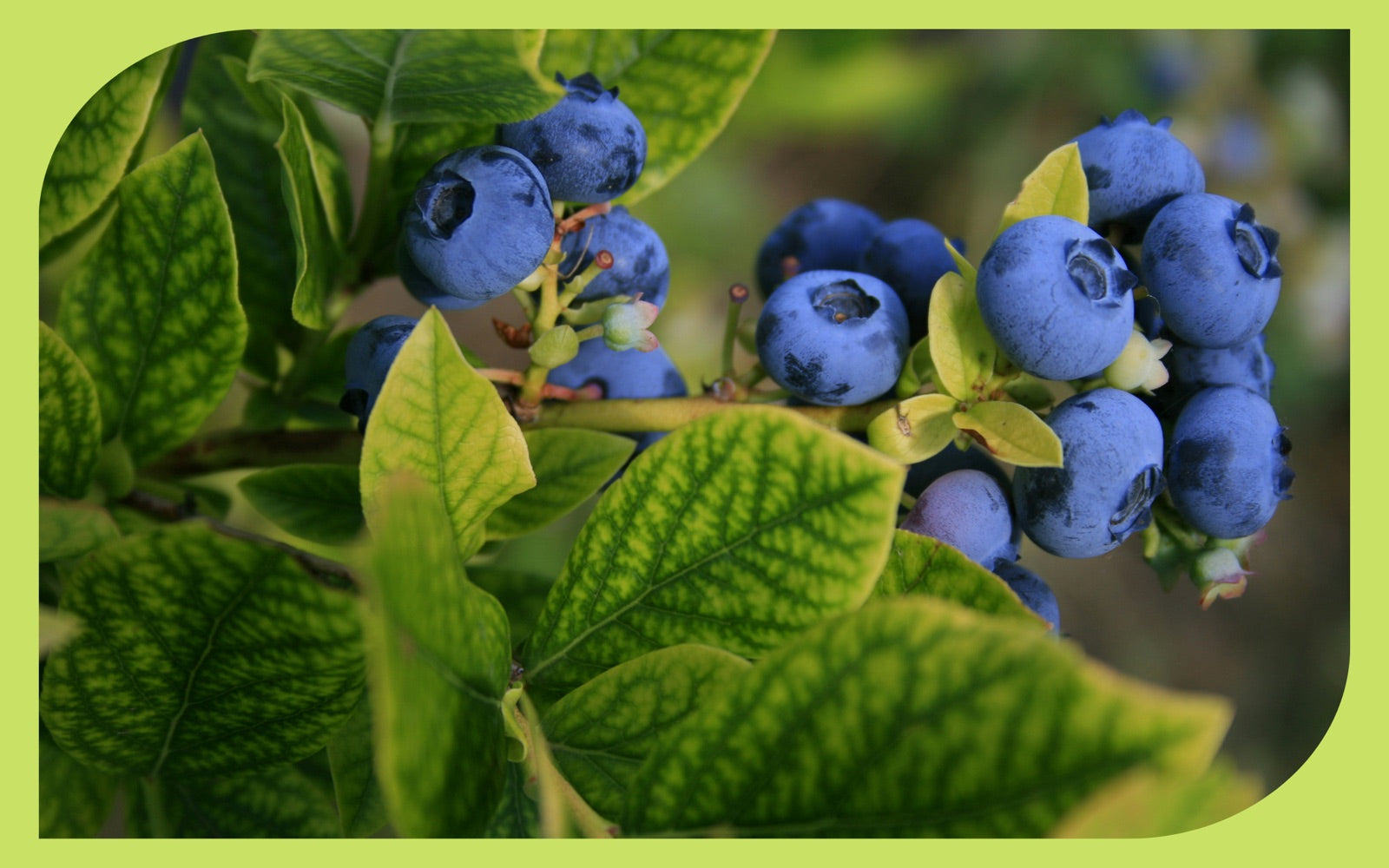 enzymes of plants RAW Enzymes | Cellulase, Xylanase & Beta-Glucanase