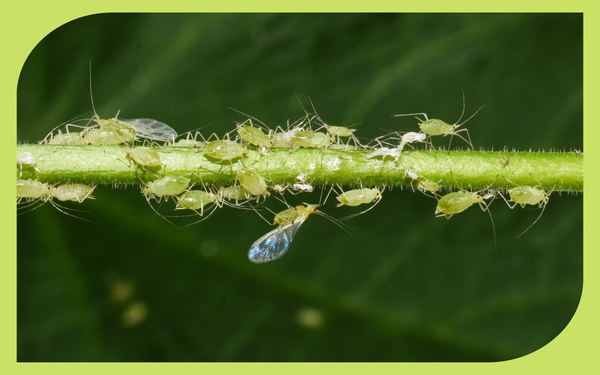 Cluster of green aphids on a rose stem, a common garden pest