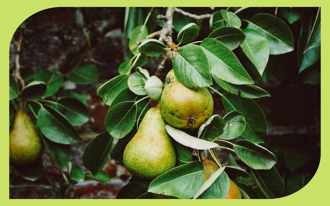 Green pears ripening on the branch of a backyard pear tree