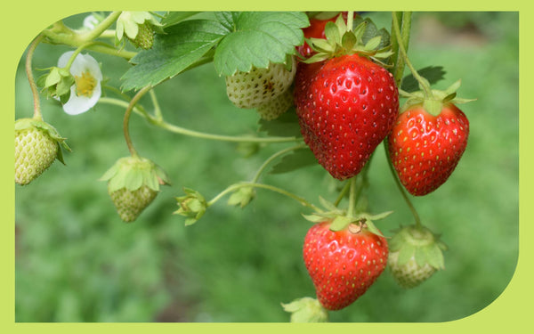 Ripe red strawberries and white blossoms hanging from a strawberry plant
