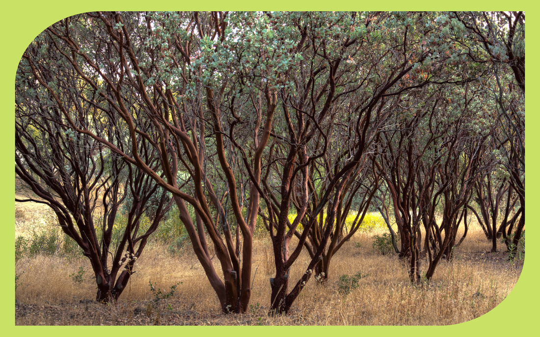 Grove of mature manzanita shrubs with characteristic smooth red bark and gray-green foliage