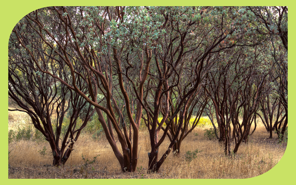 Grove of mature manzanita shrubs with characteristic smooth red bark and gray-green foliage