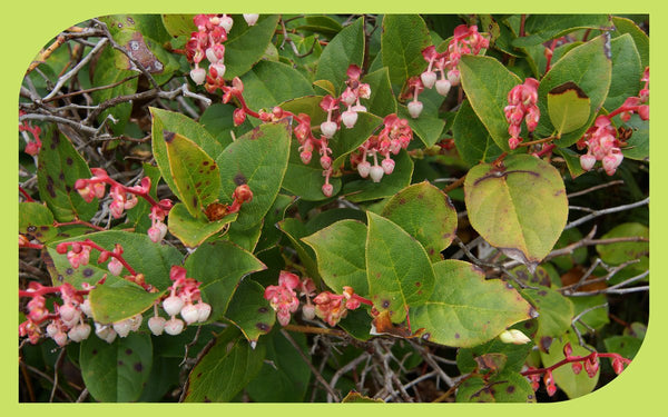 Salal showing leaves, pink urn-shaped flowers, and dark berries, the foundation PNW coastal native