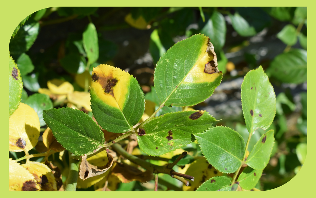 Rose leaves showing dark spots and yellowing of black spot disease