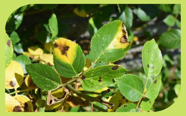 Rose leaves showing dark spots and yellowing of black spot disease
