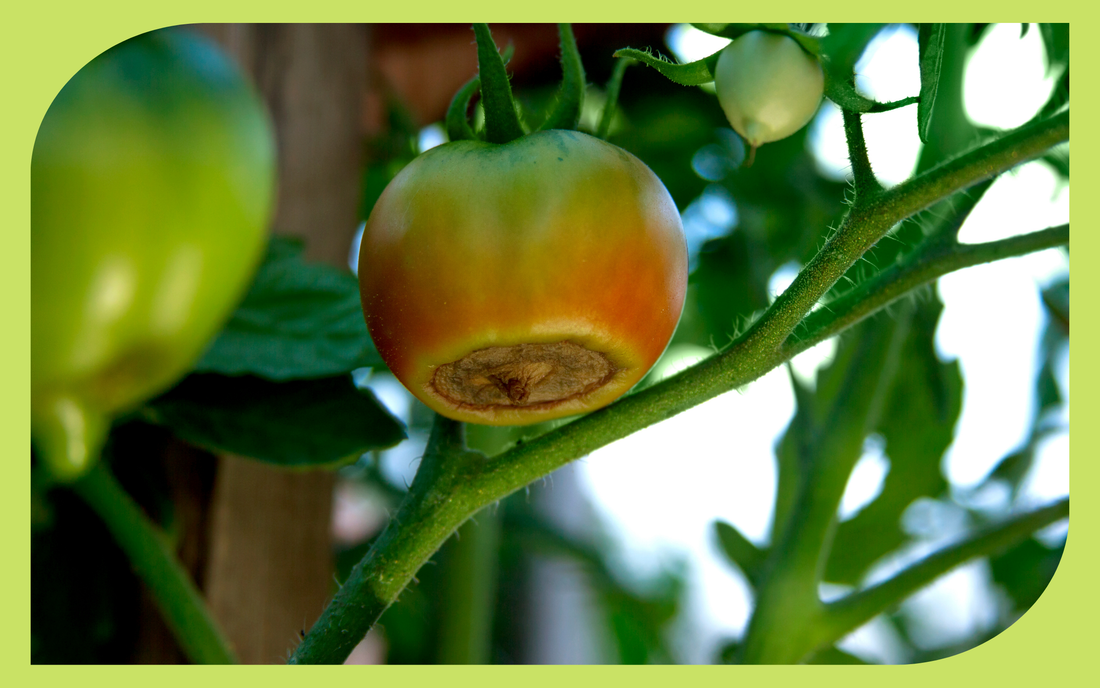 Ripening tomato showing the dark sunken bottom of blossom end rot