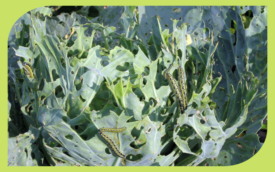 Green cabbage worm caterpillar feeding on a brassica leaf