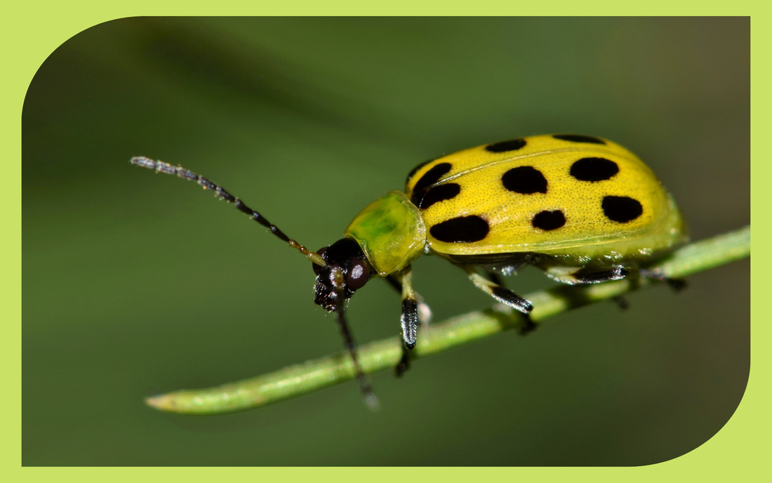Striped cucumber beetle on a cucurbit leaf, a vegetable garden pest that vectors bacterial wilt