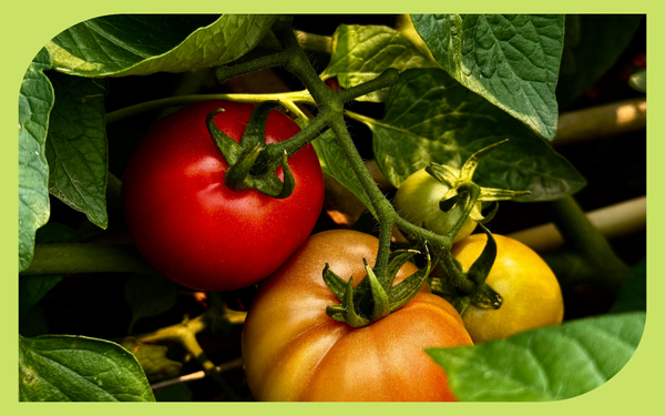 Tomatoes ripening on the vine in stages from green to orange to red