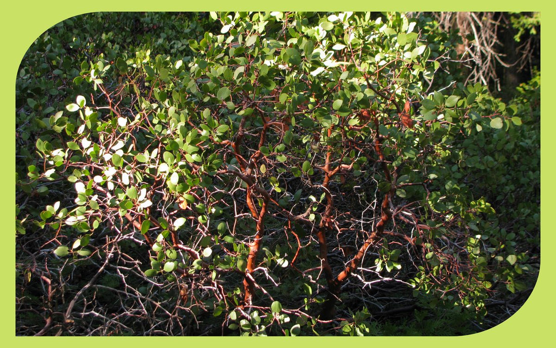 Manzanita branches with smooth red bark, a drought-tolerant Pacific Northwest native