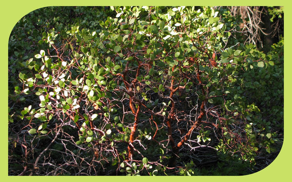 Manzanita branches with smooth red bark, a drought-tolerant Pacific Northwest native