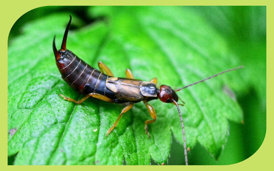 European earwig with distinctive pincers, a common Pacific Northwest garden insect