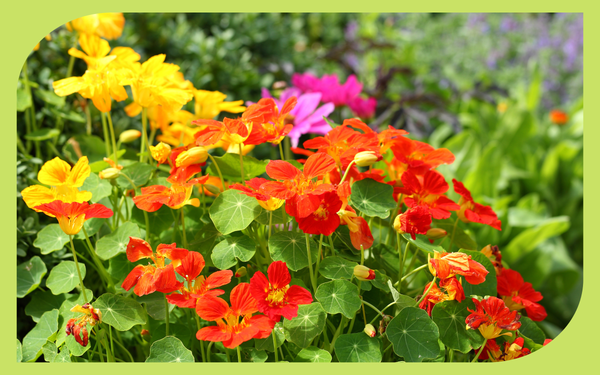 Orange and yellow nasturtium flowers blooming in a coastal Pacific Northwest garden