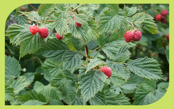 Ripe red raspberries on a cane in a Pacific Northwest berry patch