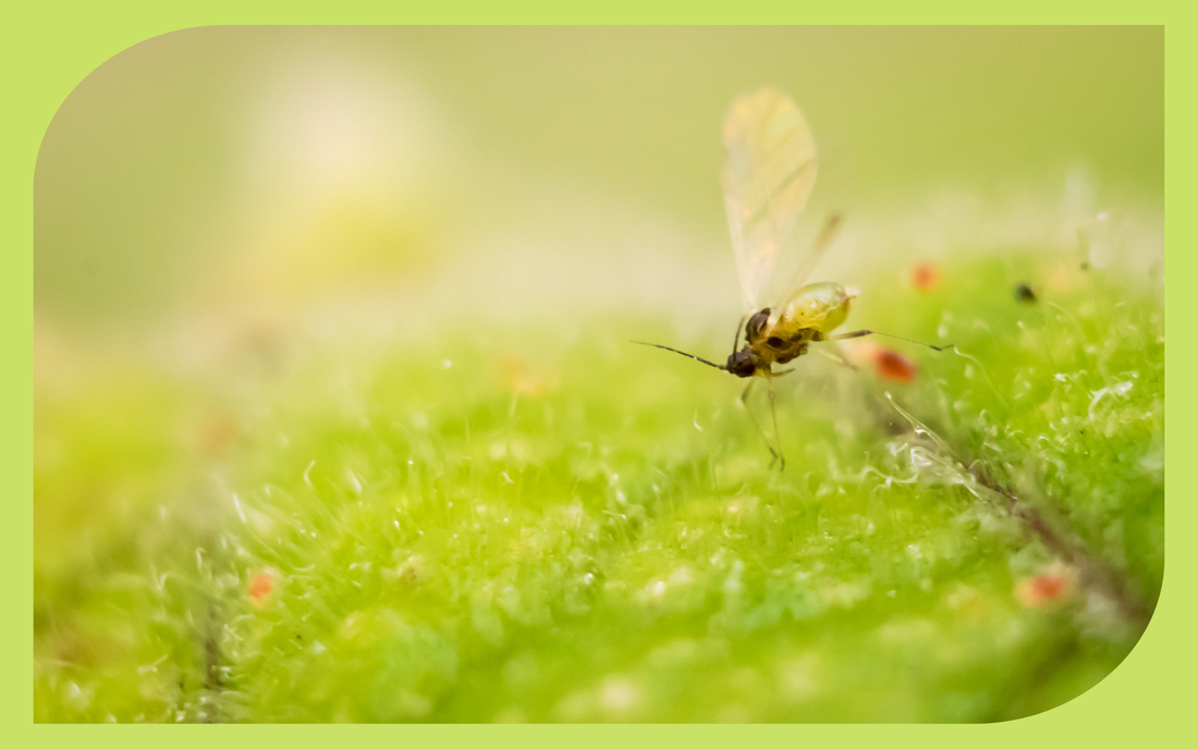Tiny fungus gnats around the soil surface of a potted houseplant