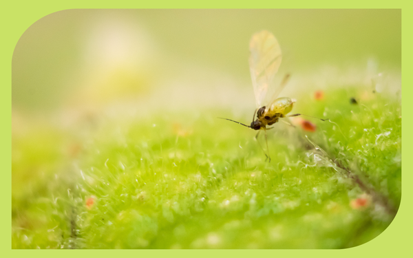 Tiny fungus gnats around the soil surface of a potted houseplant