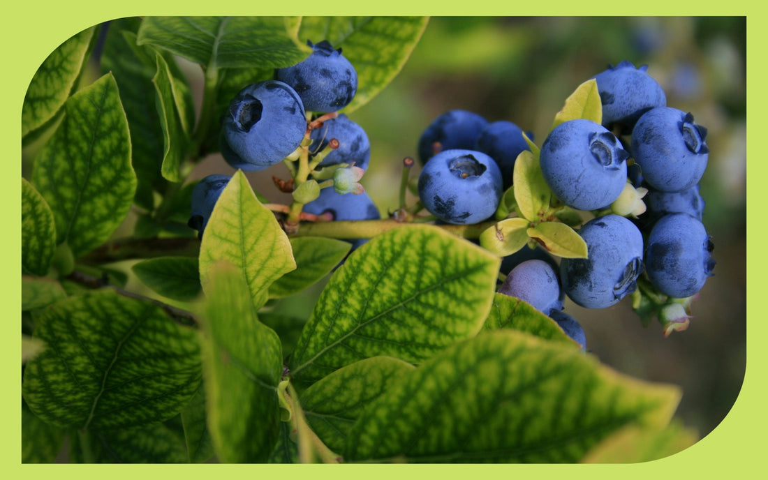 Ripe blueberries on a highbush blueberry plant with bright green leaves