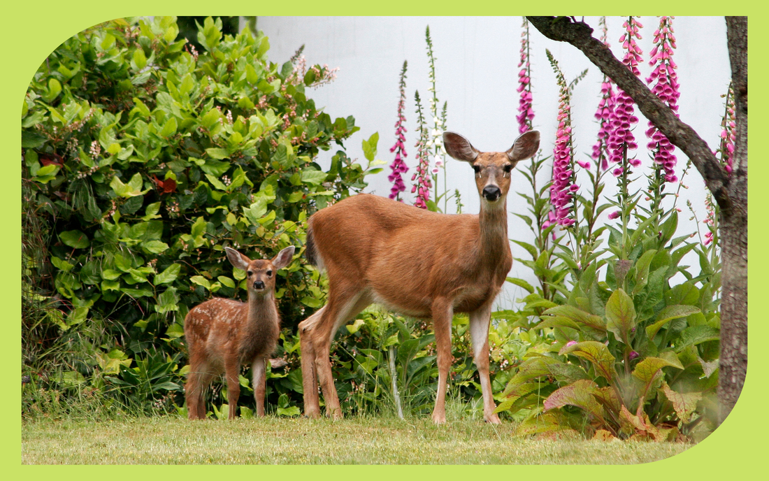 Doe and fawn black-tailed deer browsing in a coastal Oregon garden near foxgloves