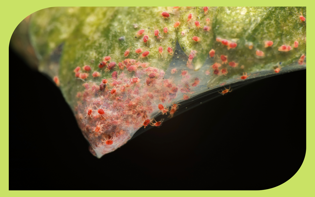Spider mite damage showing stippled, yellowing leaves on an infested plant