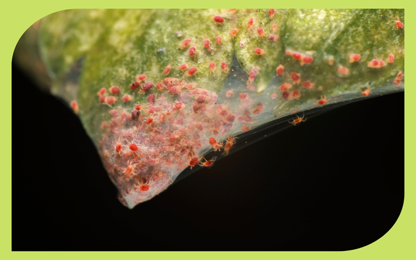 Spider mite damage showing stippled, yellowing leaves on an infested plant