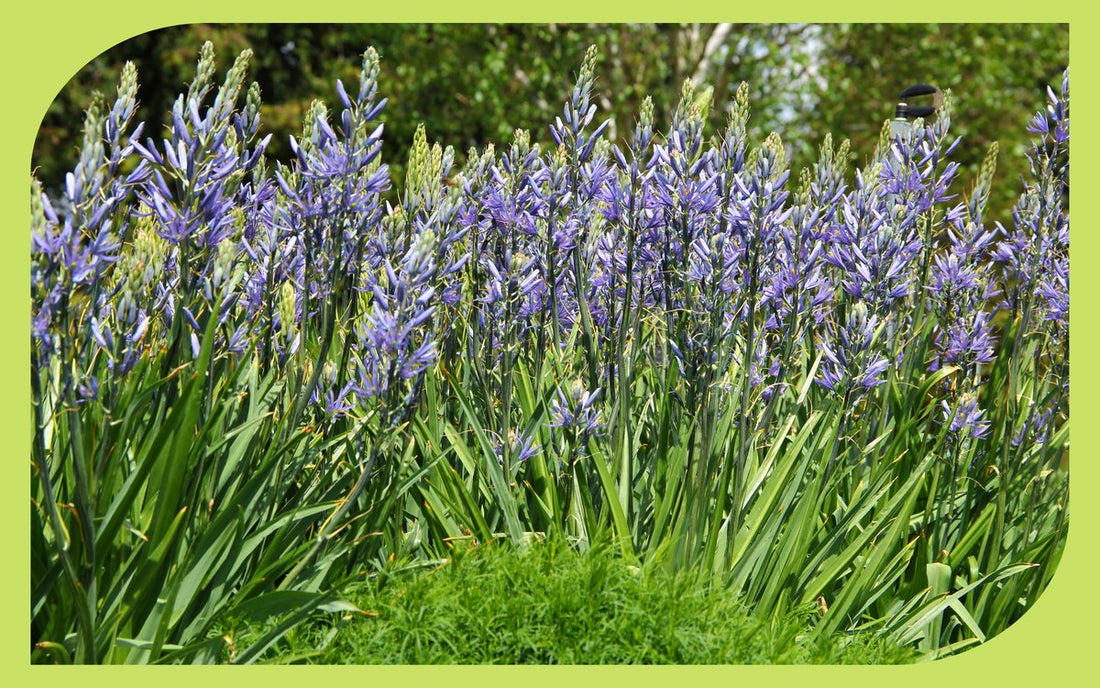 Camas in full spring bloom, a Pacific Northwest native bulb