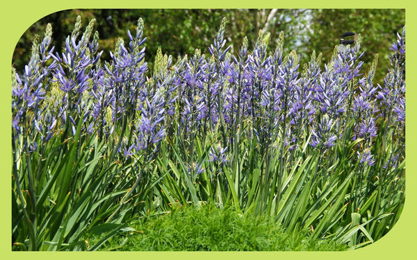 Camas in full spring bloom, a Pacific Northwest native bulb