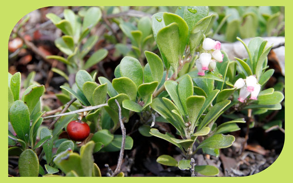Kinnikinnick evergreen ground cover showing leaves, flowers, and a red berry