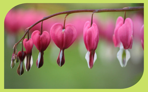 Pacific bleeding heart flowers dangling on an arching stem