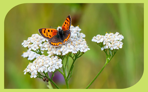 Common yarrow with orange butterfly pollinator on white flowers