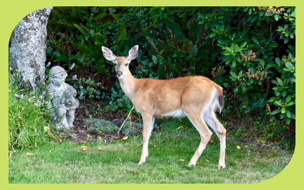 Deer browsing in a vegetable garden, illustrating common Pacific Northwest deer damage