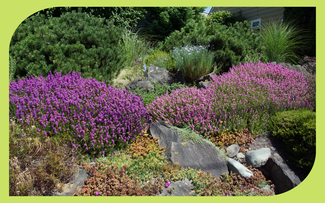 Mediterranean garden with lavender and drought-tolerant plants in the Pacific Northwest