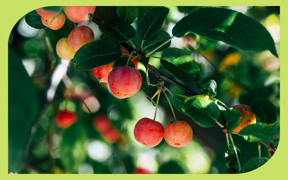 Apples on a fruit tree branch, Oregon coast orchard