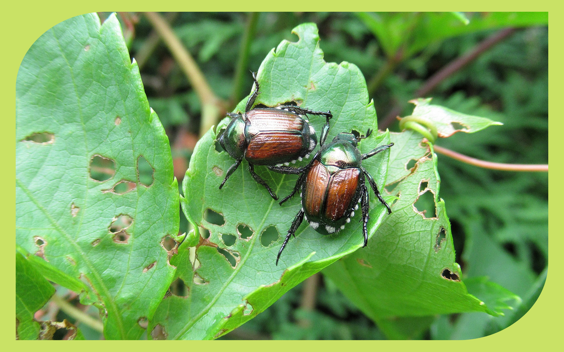 Metallic green Japanese beetle feeding on a rose leaf