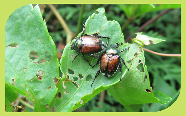 Metallic green Japanese beetle feeding on a rose leaf