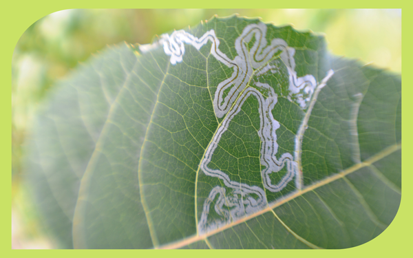 Serpentine leaf miner trails snaking across a plant leaf