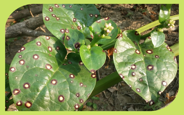 Brown spotted leaves of a garden plant showing fungal leaf spot disease