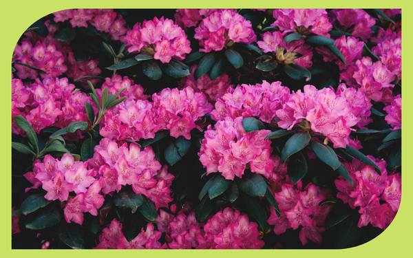 Evergreen shrubs providing year-round structure in a Pacific Northwest garden