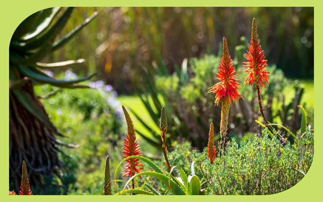 Drought-tolerant coastal garden with red hot poker flowers and aloe in full sun