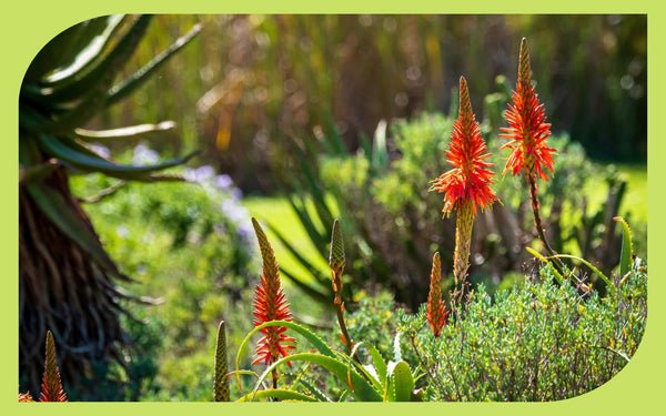 Drought-tolerant coastal garden with red hot poker flowers and aloe in full sun