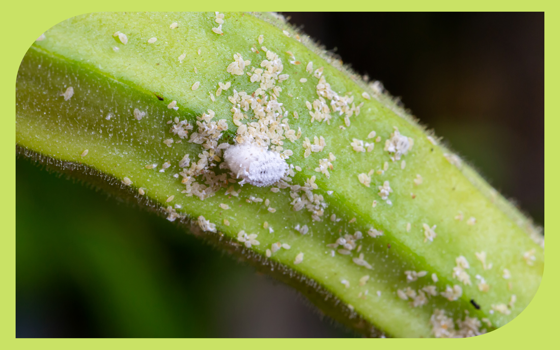 White cottony mealybugs clustered on a houseplant stem