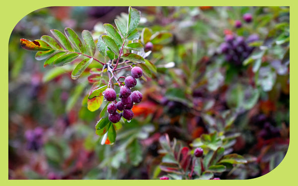 Clusters of purple native shrub berries with green and red-tipped leaves