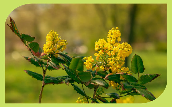 Tall Oregon grape in spring bloom with yellow flowers and holly-like leaves