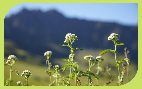 Native Oregon yarrow blooming in a mountain meadow