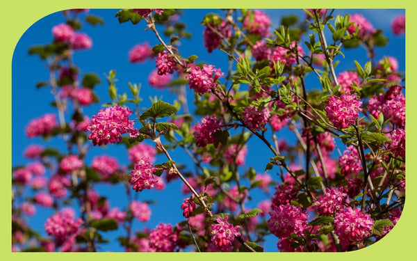 Red flowering currant in full spring bloom against a blue sky, an iconic Oregon native shrub