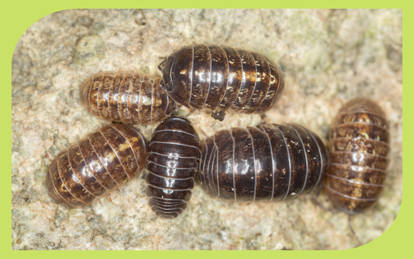 Pillbug rolled into a defensive ball on garden soil