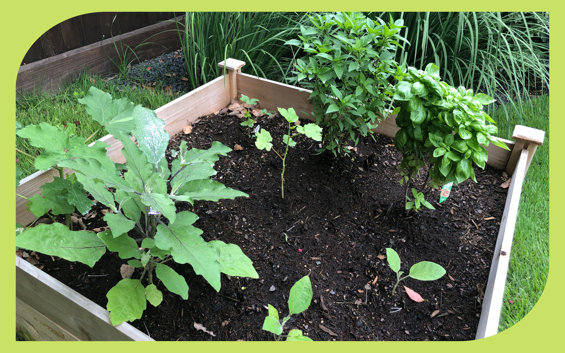 Wooden raised garden bed with eggplant and basil seedlings showing proper plant spacing