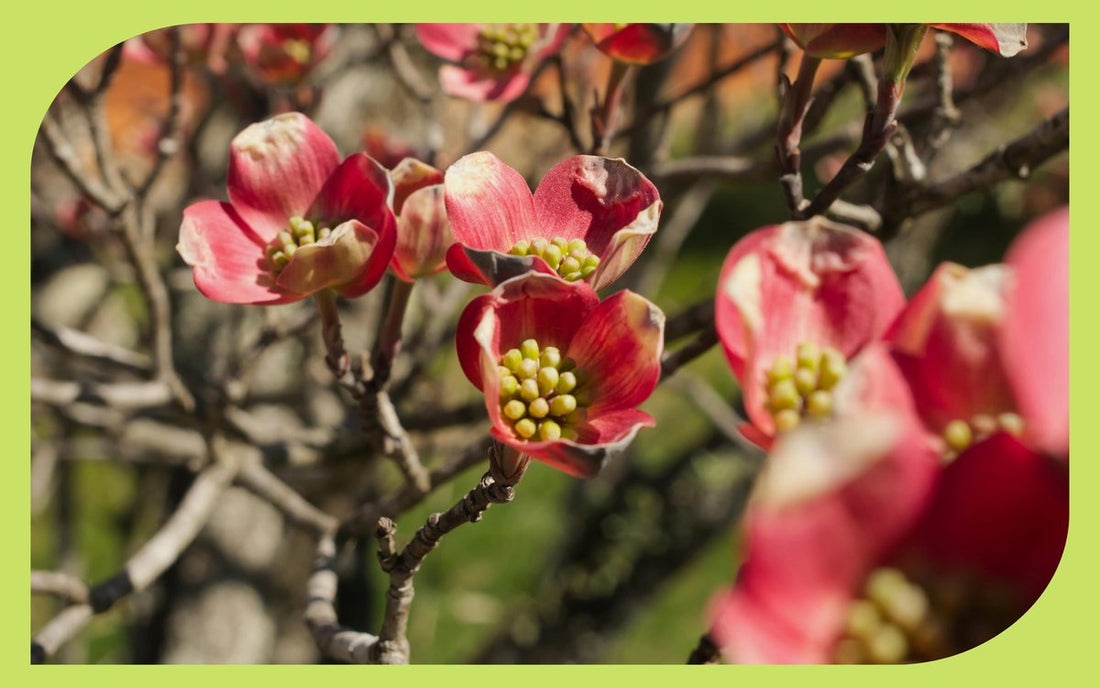 Pacific dogwood in spring bloom with pink-tinged bracts