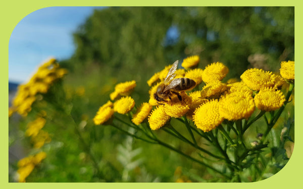 A honeybee foraging on bright yellow tansy flowers in a pollinator garden