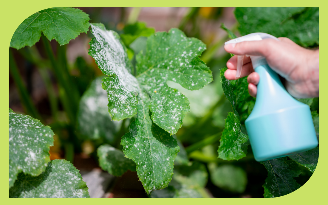 White powdery mildew coating the leaves of a squash plant, a common Pacific Northwest garden disease