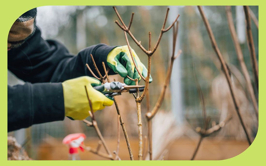 Hands in yellow garden gloves pruning a dormant fruit tree branch with hand pruners